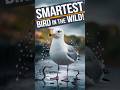 The Smartest seagull Bird You Didn&rsquo;t Know About! #shorts