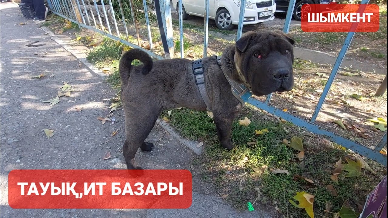 ШЫМКЕНТ ТАУЫҚ БАЗАРЫ.