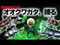 オオクワガタを狙え！クワガタ特化型ライトトラップ【黒いダイヤ】