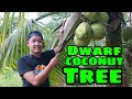 Dwarf Coconut tree | buko fresh from the farm