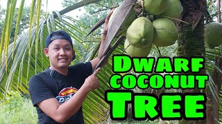 Dwarf Coconut tree | buko fresh from the farm