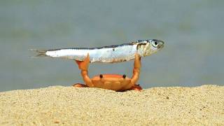 I Thought These Animal Behaviors Were Normal... Until I Found Out!