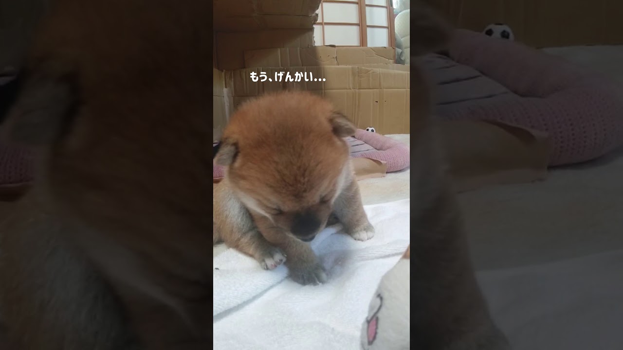 可愛すぎる衝撃の寝落ち【豆柴子犬】※布団のcmくださいshorts YouTube