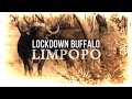 AFRICAN JACK HUNTING - 'Hunting Buffalo in South Africa' with Russ Field Safaris (Impact Shot)