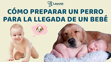 ¿Cómo se prepara un perro para un bebé?