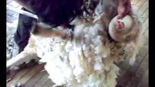 Shearing Rams