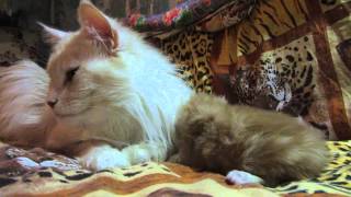 Smiling cat.Улыбающийся кот. Smiling cat.Улыбающийся кот.