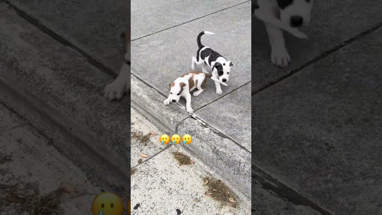 The Doggyo Distribution Is Real She S Like Ah Puppyosss
