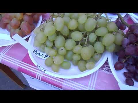 Купить Саженцы Винограда В Донецке Днр
