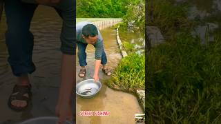 Streetside Fishing Trick 🎣🔥 | Easy Roadside Catch Hack #fishing #shortsvideo #roadside #amazing 🌿🐟