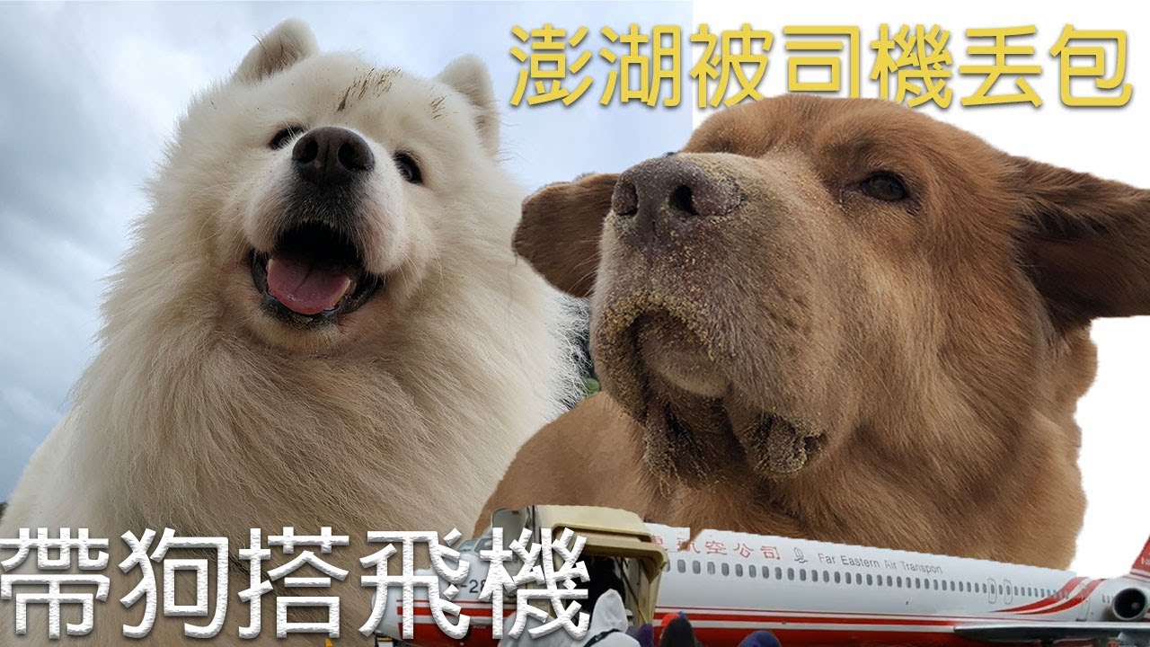 第一次搭機就把行李轉盤當伸展台 到澎湖被司機丟包路邊 帶狗搭飛機澎湖ep 1 Youtube