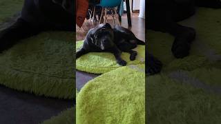 Cane Corso Scratches Himself To Sleep canecorso dog mastiff