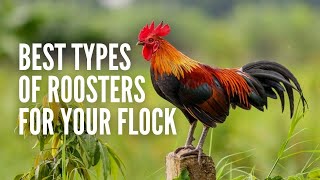 The 15 Best Types of Roosters for Your Flock