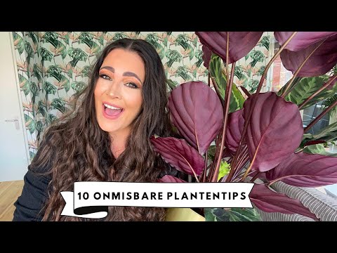 KAMERPLANTEN VERZORGEN: VERZORGINGSTIPS VOOR JE KAMERPLANTEN (OOK VOOR BEGINNERS) | MELISSA AARSSÉE