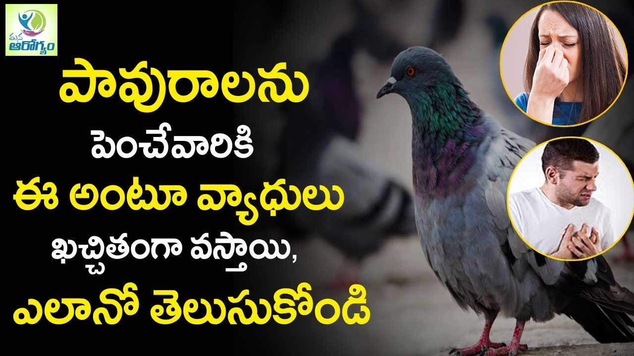 Pigeon Disease can be a Health Risk for Human - Mana Arogyam Telugu