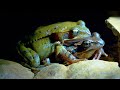 view Why Tadpoles Are No Match for Diving Beetle Larvae digital asset number 1