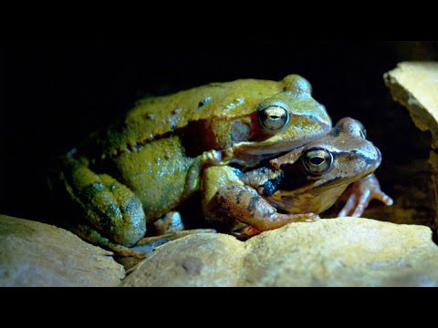 Why Tadpoles Are No Match for Diving Beetle Larvae Instructional Video Why Tadpoles Are No Match for Diving Beetle Larvae Instructional Video