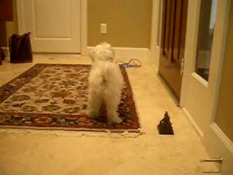 max-rings-his-bell-to-go-outside-(potty/bell-training-for-dogs)