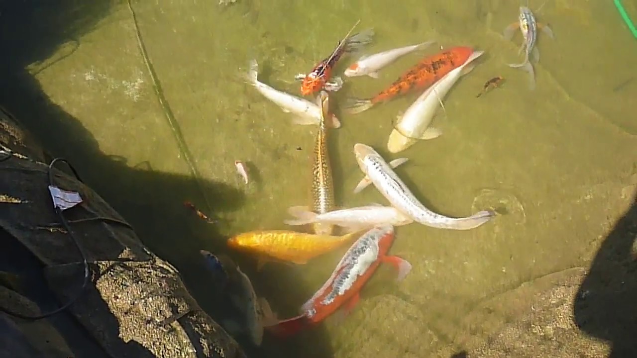 Koi Breeding Update - YouTube