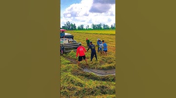 cắt lúa bắt chuột