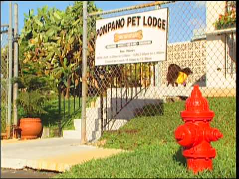 pompano pet lodge