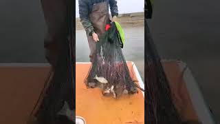 river fishing videos #fishing #net #handfish