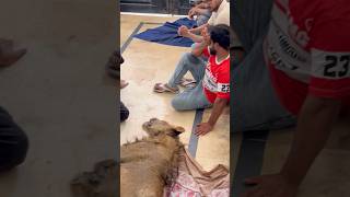 Simba plzz come back😭#ytshorts #petlover #viral #sad #crying #death #simba #youtubeshorts #india
