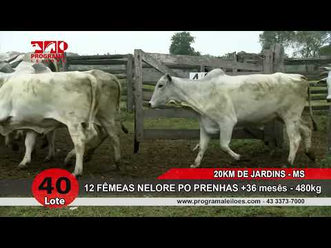Lote 40
