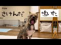 牧場に捨てられてた犬との生活13日目 鳴いて叫んだチャーリー！