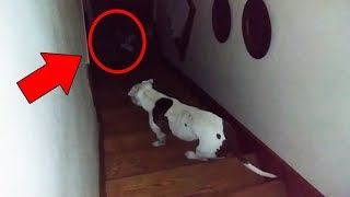 5 собак видят то, что их владельцы не смогли увидеть.  Paranormal