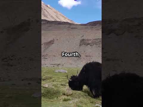 FIVE AMAZING FACTS