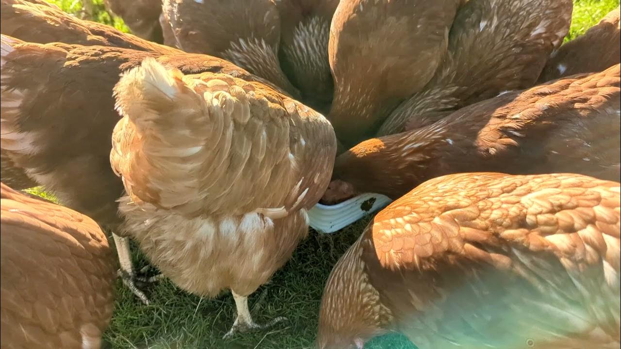 Can chickens eat hemp seed YouTube