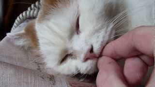 Крепкий сон кота Крепкий сон кота