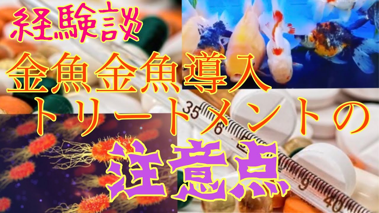 金魚を元気にさせる 導入時のトリートメントの注意点 経験から導く自分なりの正解 Youtube