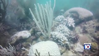 Florida&#39;s barrier reef vital to protecting coastline during hurricane season