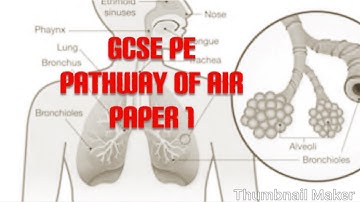 GCSE PE paper1 revision- respiratory system