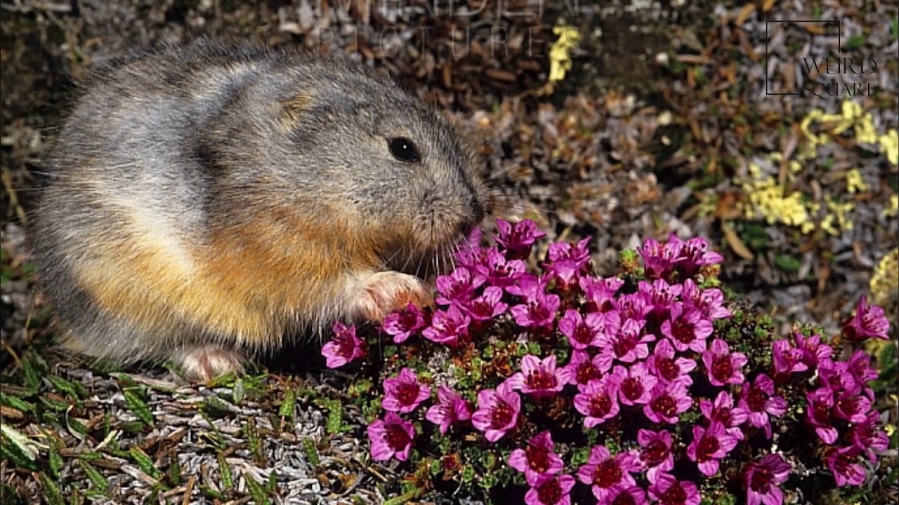 Lemming Facts, Pictures, Information & Video.