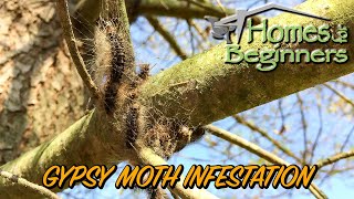 How to get rid of Gypsy Moths and Caterpillars