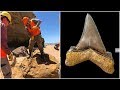 An Australian Scientist Found A Tooth So Big That It’s Hard To Believe This Monster Actually Existed