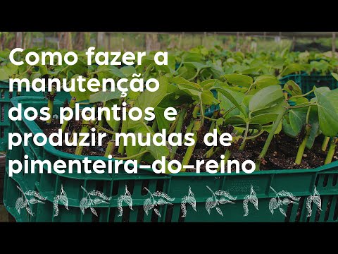 Vídeo: Cultivo De Mudas, Variedades E Híbridos De Pimentas Adequadas Para O Noroeste