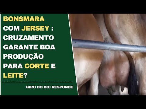 BONSMARA COM JERSEY: CRUZAMENTO GARANTE BOA PRODUÇÃO PARA CORTE E LEITE?