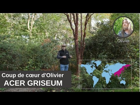 Vidéo: Qu'est-ce qu'un érable à écorce de papier ? Conseils pour faire pousser des érables à écorce de papier