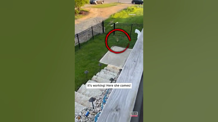 Extremely Loud Kitten Calls for Its Mom to Come Back #Shorts