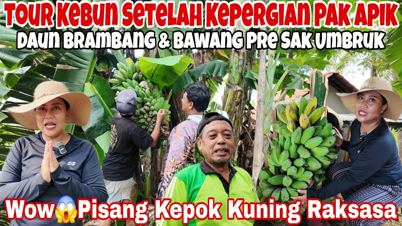 SHOCK😢‼️TOUR KEBUN SETELAH KEPERGIAN PAK APIK🥀 || PANEN PISANG KEPOK JUMBO,KACANG TANAH DAN SAYURAN 