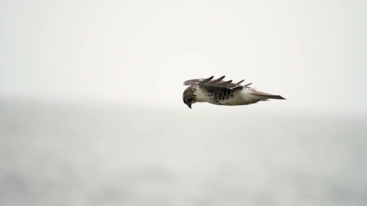 Redtailed Hawk Kiting at Rocky River Park 1.10.22 YouTube