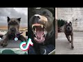 Cane Corsos are Badass and Cute - Tiktok Compilation! | 3