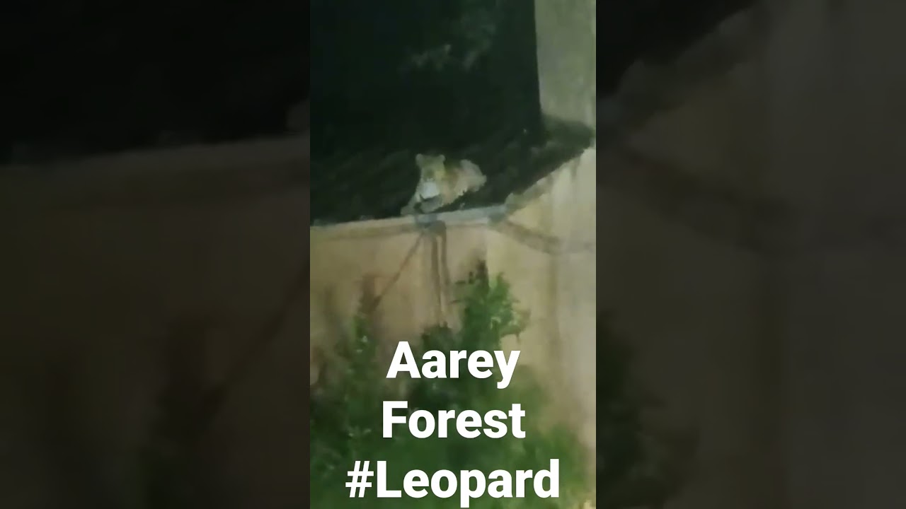Aarey Leopard at Aarey Central Dairy  