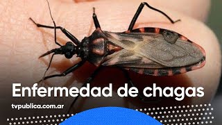 ¿Qué es la Enfermedad de Chagas? - Todos Estamos Conectados