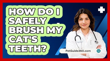 How Do I Safely Brush My Cat