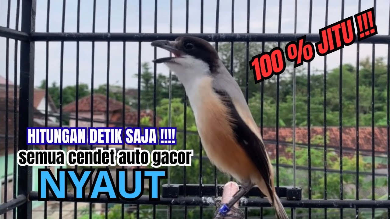 cendet gacor JITU FULL MATERI,, PANCINGAN CENDET AGAR BUNYI bikin BURUNG PENTET GACOR RAJIN BUNYI